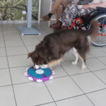 Le retour de Java, chien visiteur