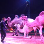 Le nouveau cirque Zavatta